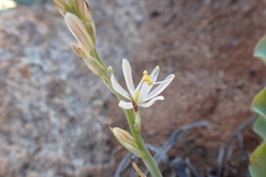 Chlorophytum namaquense