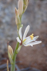 Chlorophytum namaquense