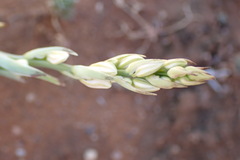 Chlorophytum namaquense