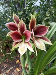 Hippeastrum papilio