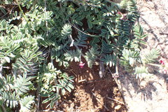 Lessertia eremicola