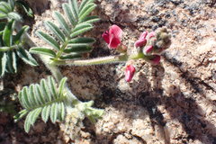 Lessertia eremicola