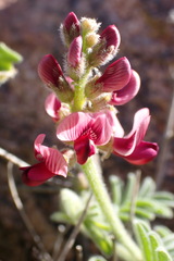 Lessertia eremicola