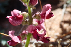 Lessertia eremicola