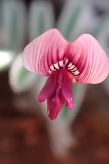 Lessertia eremicola