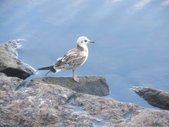 Chroicocephalus ridibundus