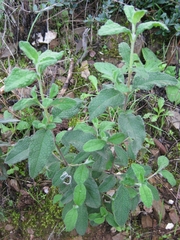 Cistus salviifolius