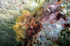 Spondylus gaederopus