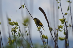 Drepanorhynchus reichenowi