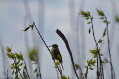 Drepanorhynchus reichenowi