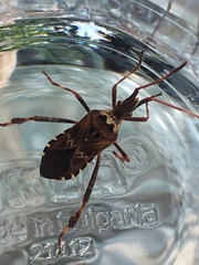 Leptoglossus occidentalis
