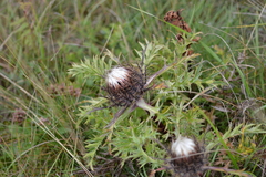 Carlina acaulis