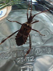 Leptoglossus occidentalis