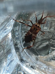 Leptoglossus occidentalis