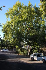 Platanus × hispanica
