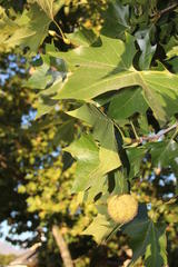 Platanus × hispanica