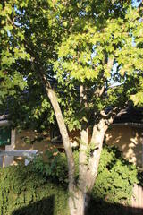 Platanus × hispanica