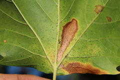 Platanus × hispanica