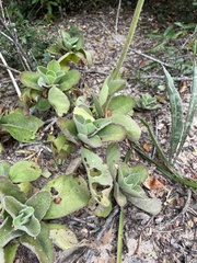 Kalanchoe lanceolata