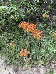 Kalanchoe lanceolata