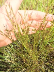 Deschampsia danthonioides