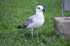 Larus michahellis