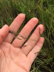 Deschampsia danthonioides