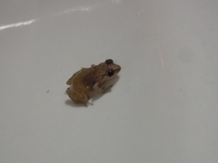 Eleutherodactylus johnstonei