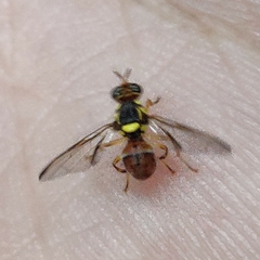 Diptera