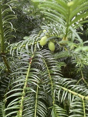 Cephalotaxus
