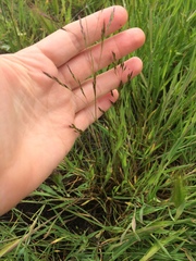 Deschampsia danthonioides