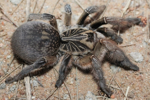 Cranial Horned Baboon Spider