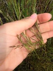 Deschampsia danthonioides