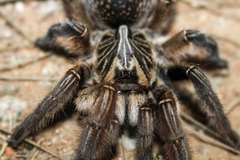 Ceratogyrus dolichocephalus