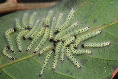 Erebidae