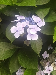 Hydrangea chinensis