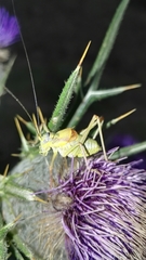 Sorapagus catalaunicus