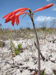 Cyrtanthus fergusoniae