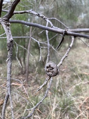 Eucalyptus globulus globulus