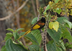 Drepanorhynchus reichenowi