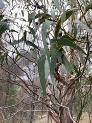 Eucalyptus globulus globulus