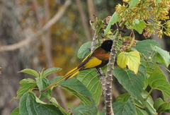 Drepanorhynchus reichenowi