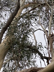 Eucalyptus globulus globulus