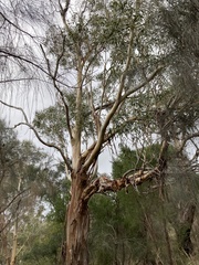 Eucalyptus globulus globulus