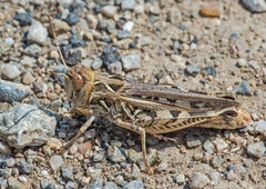 Dociostaurus maroccanus