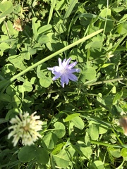 Cichorium intybus