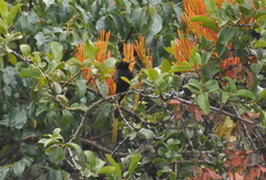 Drepanorhynchus reichenowi