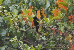 Drepanorhynchus reichenowi