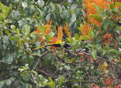 Drepanorhynchus reichenowi