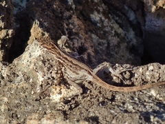 Anolis sabanus